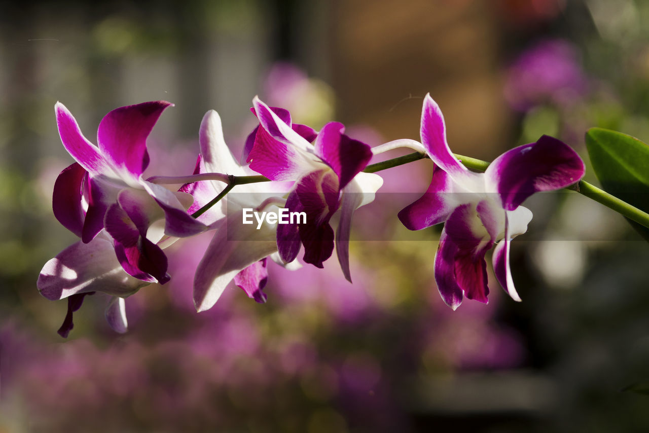 Close-up of pink flowers blooming outdoors