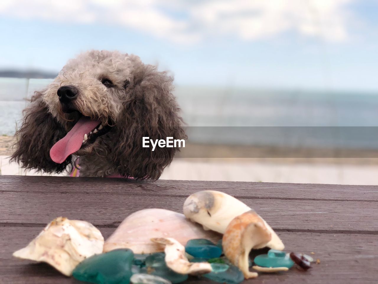 CLOSE-UP OF A DOG ON BEACH AGAINST THE SEA