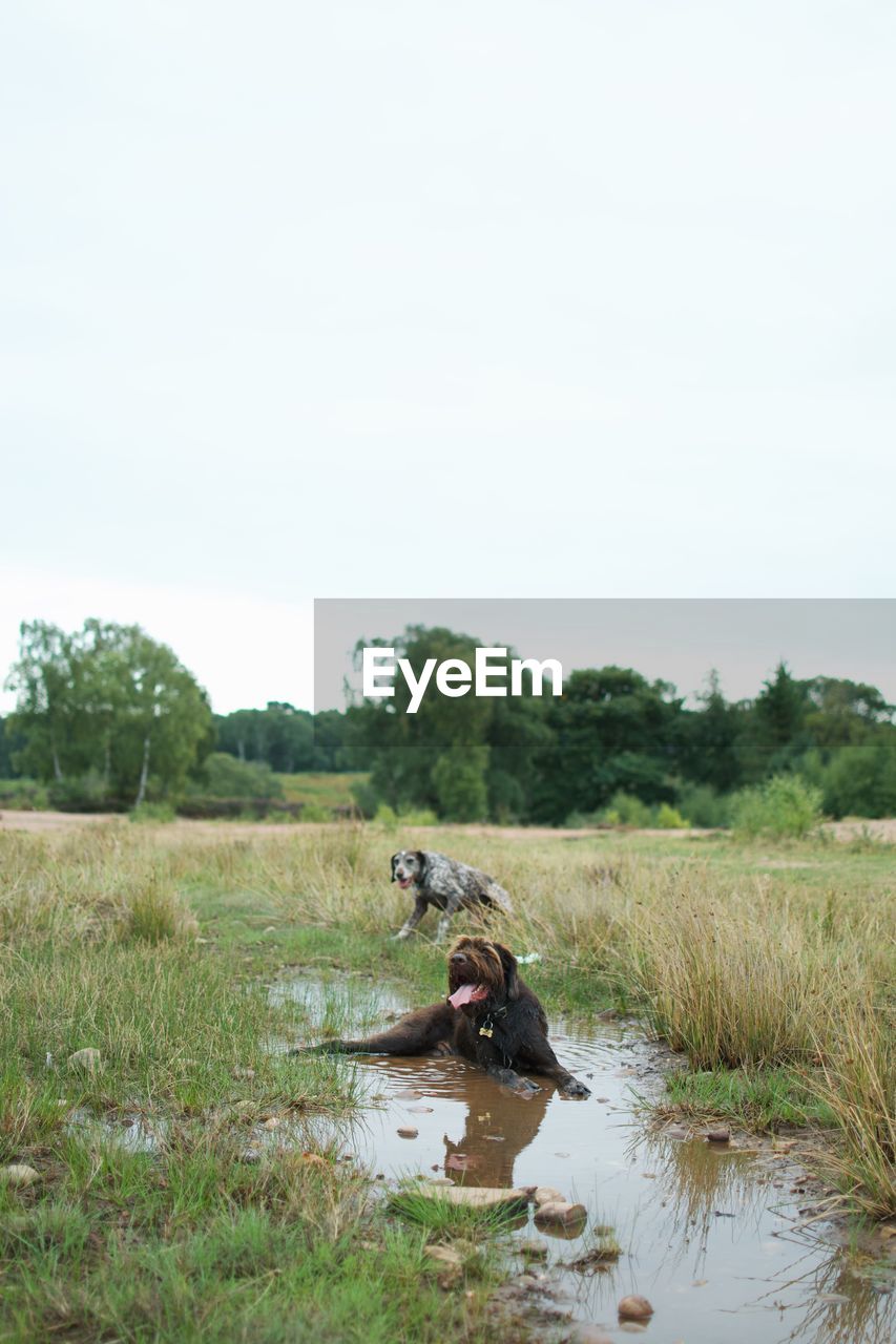 Dogs in a field