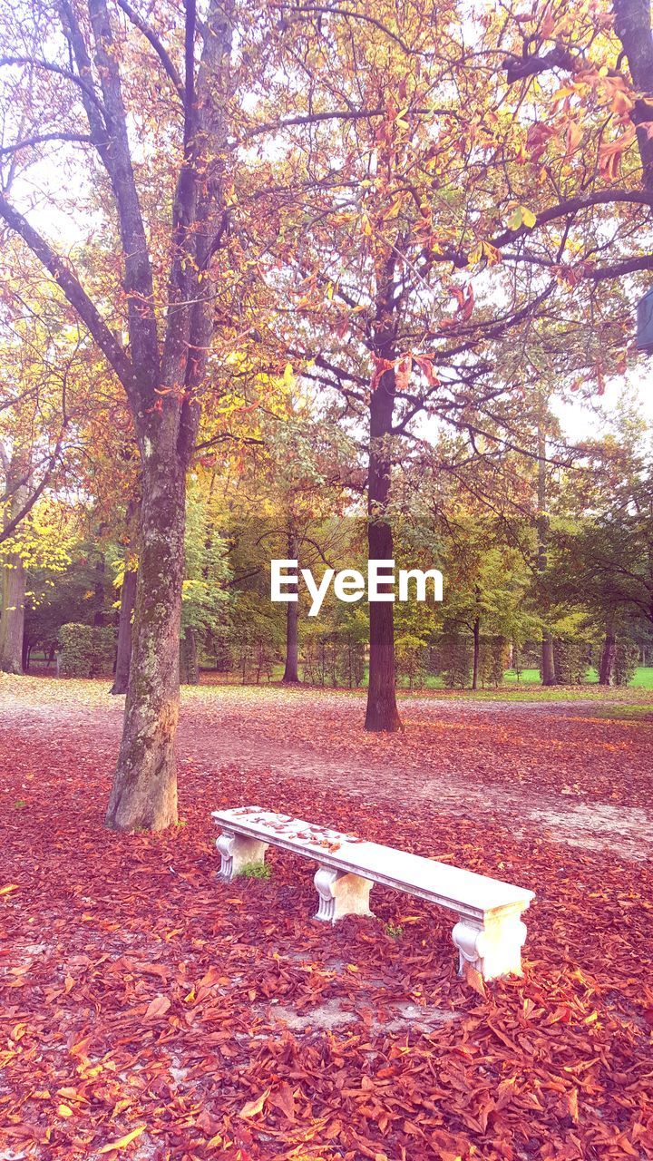 AUTUMN TREE IN PARK