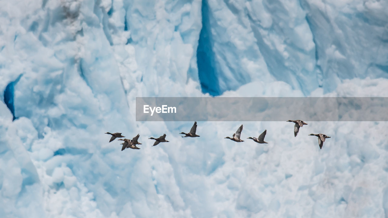 Ducks flying against glacier