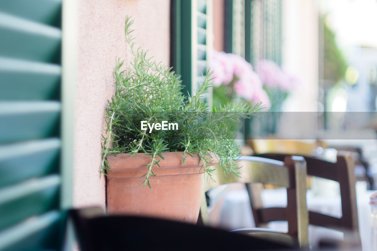 CLOSE-UP OF POTTED PLANT BY WINDOW