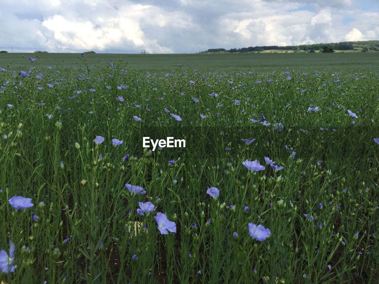 VIEW OF FLOWERING PLANTS GROWING ON FIELD