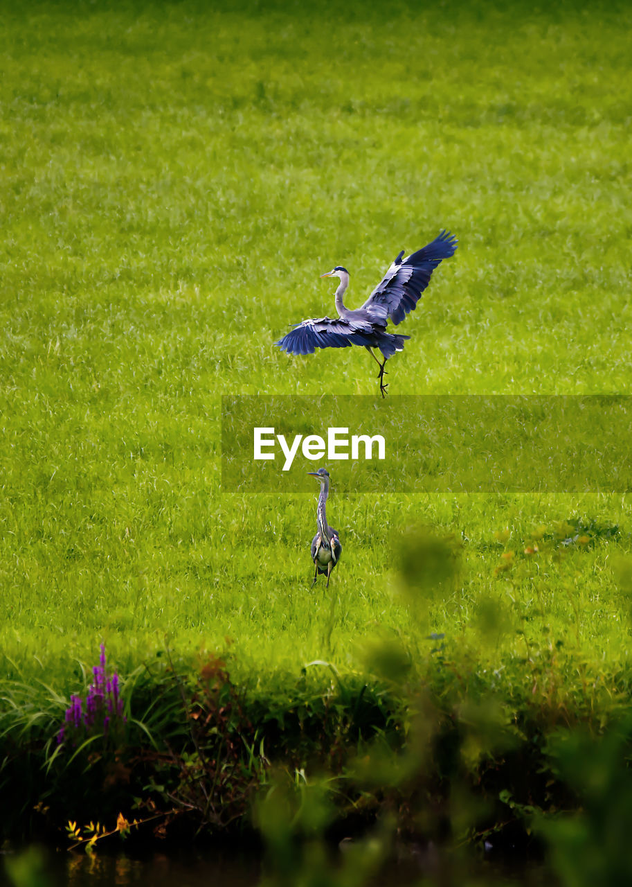 HIGH ANGLE VIEW OF BIRD FLYING IN THE FIELD