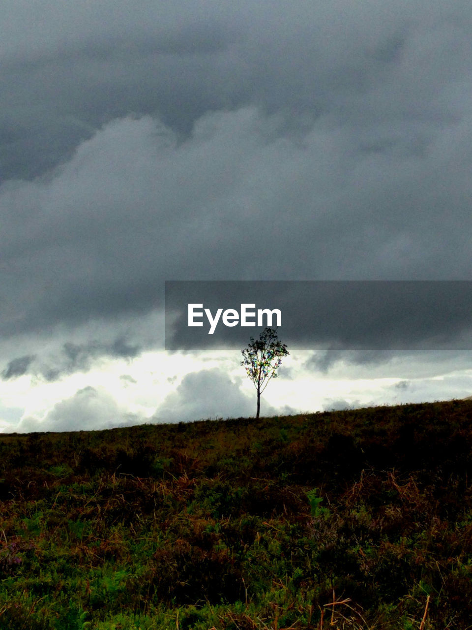 TREE ON FIELD AGAINST SKY