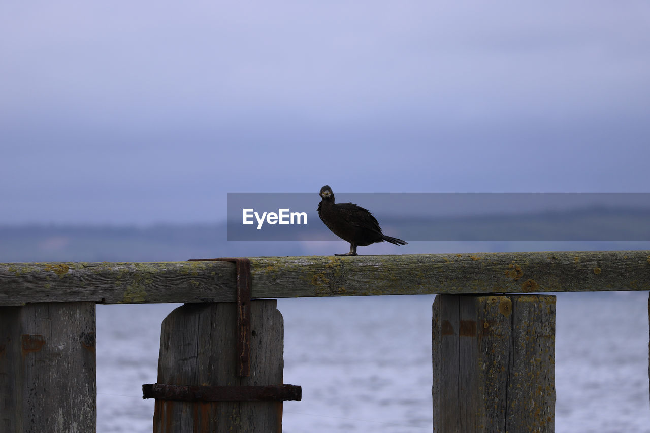 Bird perching on wooden post