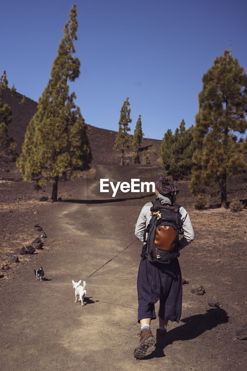 Hiker walks with two chihuhua dogs through dry desert volcanic hills