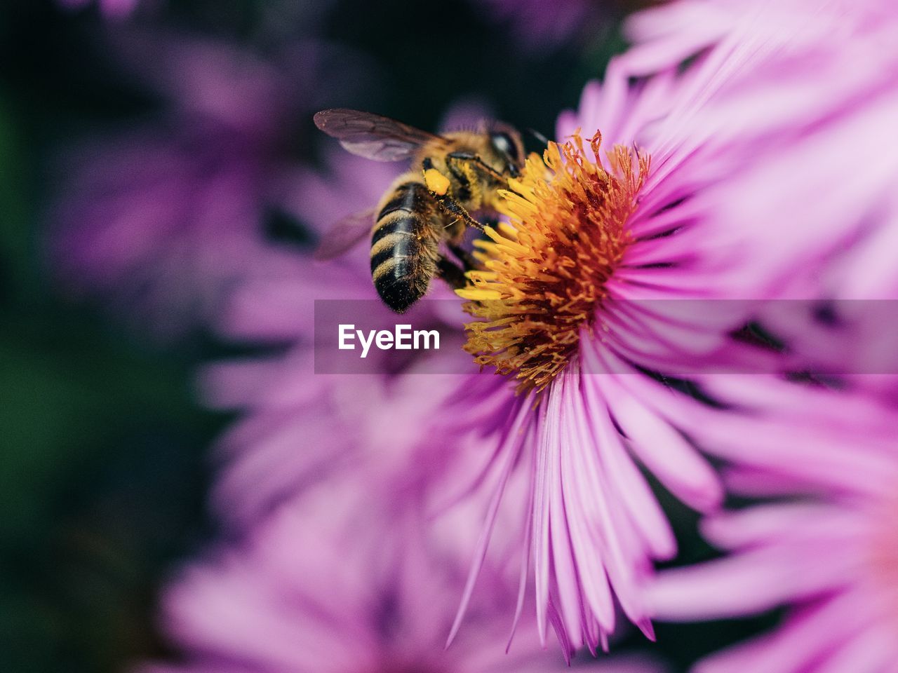 Close-up of bee pollinating on flower