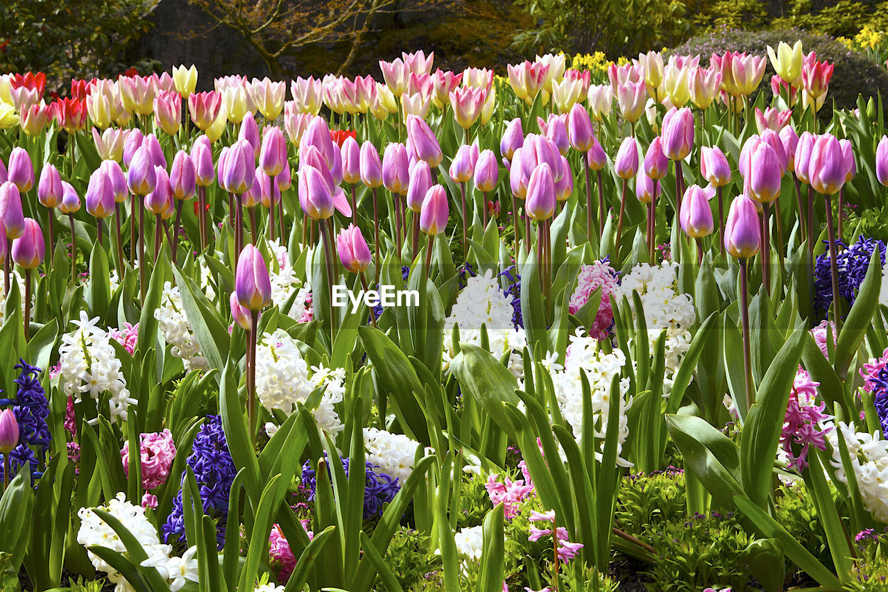 Spring flower garden