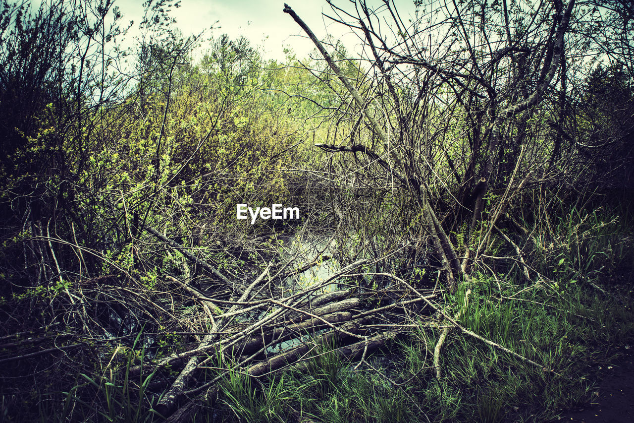 VIEW OF TREES IN FOREST