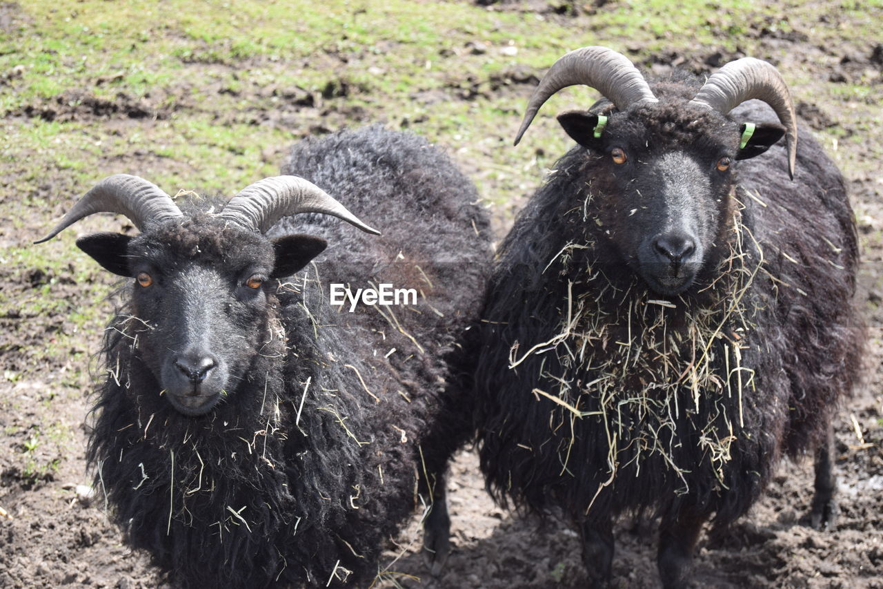 Portrait of sheep on field