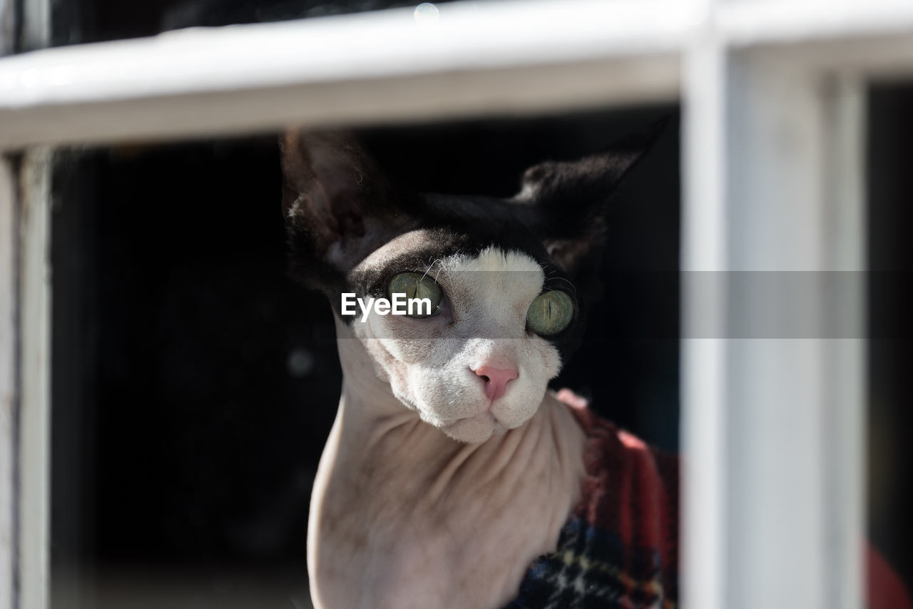 CLOSE-UP PORTRAIT OF A CAT LOOKING THROUGH WINDOW