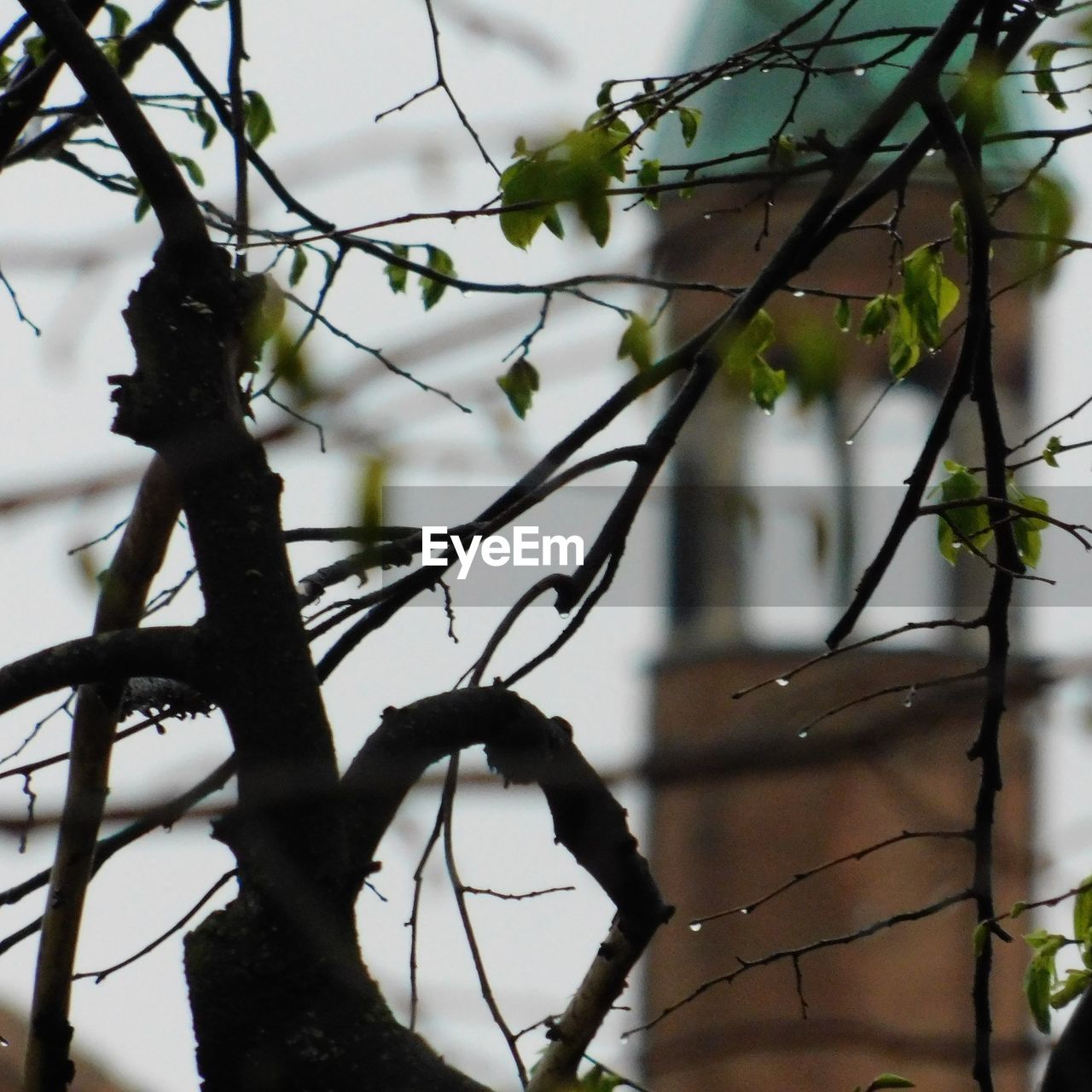 CLOSE-UP OF WET TREE BRANCHES