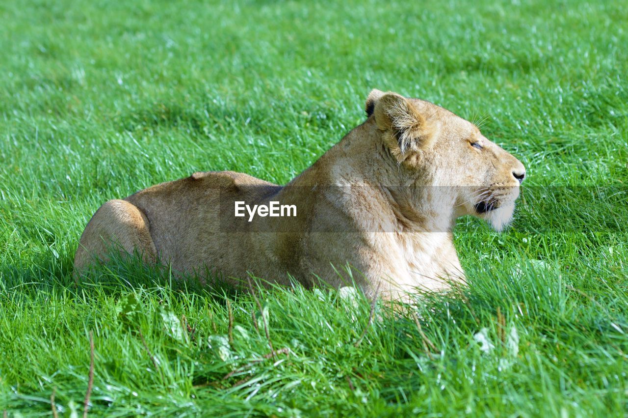 Lion lying on grassy field