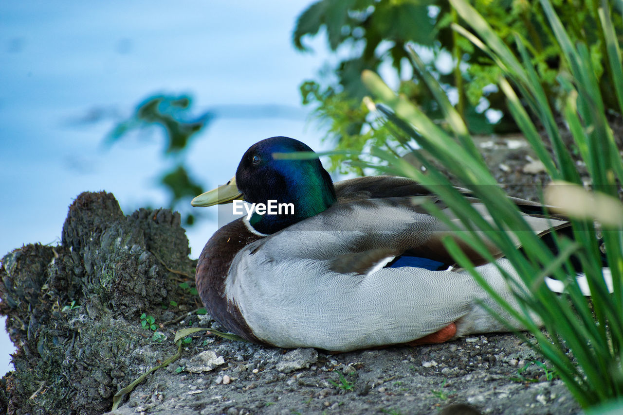 Mallard at rest