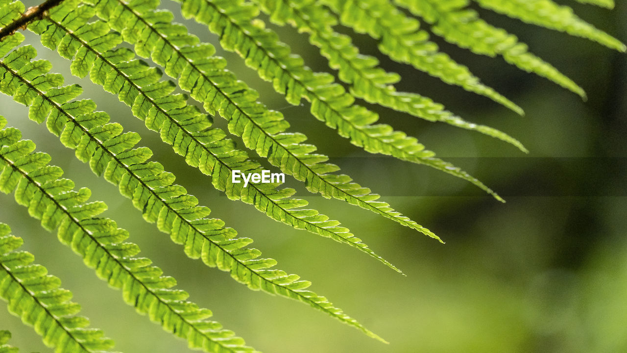 Close-up of leaves