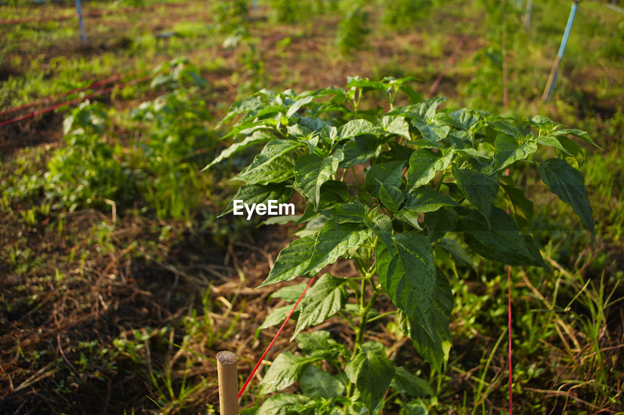 Organic chili plots