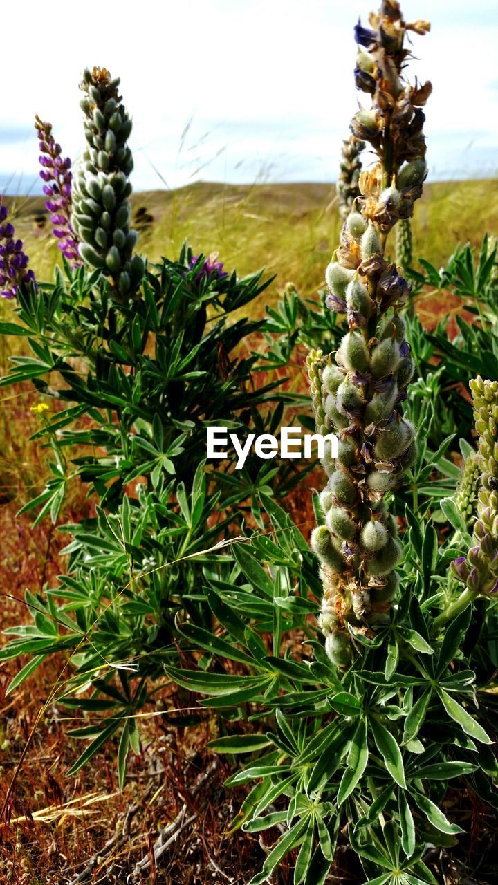 Close-up of plants on landscape