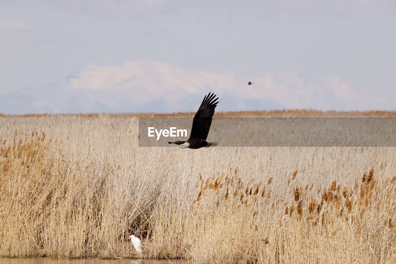 Bird flying in a field