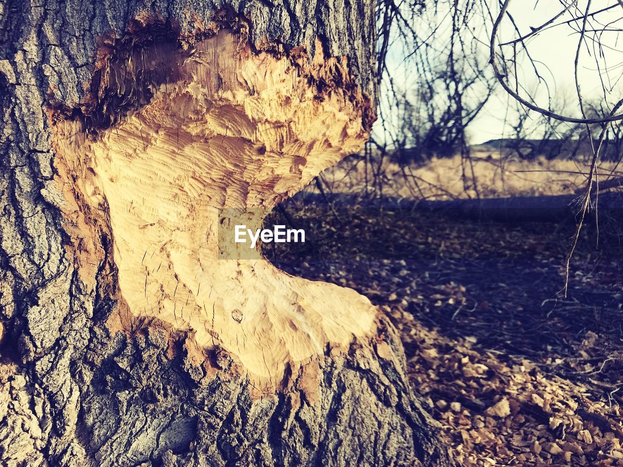 CLOSE-UP OF BARE TREES