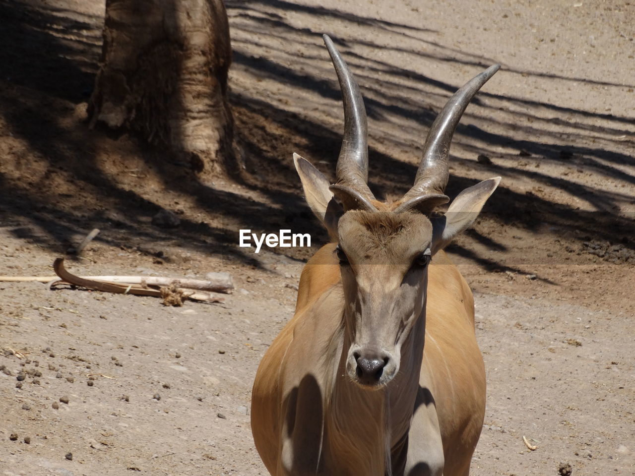 Close-up of deer standing on field during sunny day