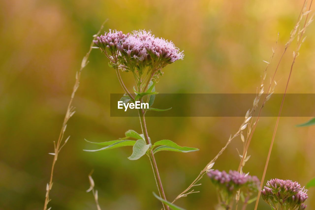 plant, flower, flowering plant, beauty in nature, prairie, nature, grass, freshness, meadow, macro photography, close-up, purple, growth, focus on foreground, land, environment, wildflower, fragility, no people, summer, field, outdoors, landscape, food, animal wildlife, social issues, springtime, botany, flower head, animal, pink, plain, plant stem, blossom, food and drink, tranquility, selective focus, grassland, animal themes, multi colored, sunlight, inflorescence, rural scene, day, environmental conservation, herb, green, non-urban scene, thistle, sun, vegetable, sunset, sky