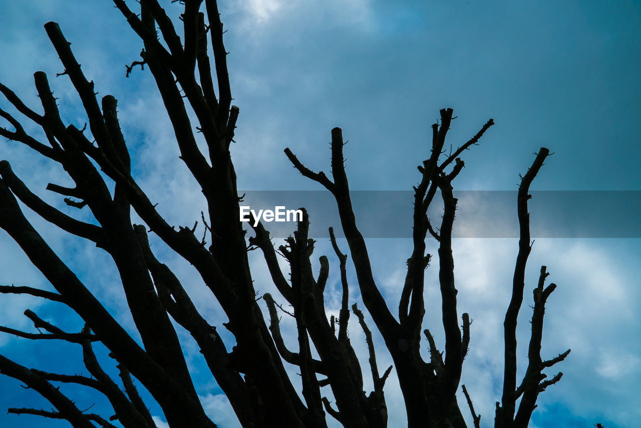 CLOSE-UP OF SILHOUETTE TREE AGAINST SKY