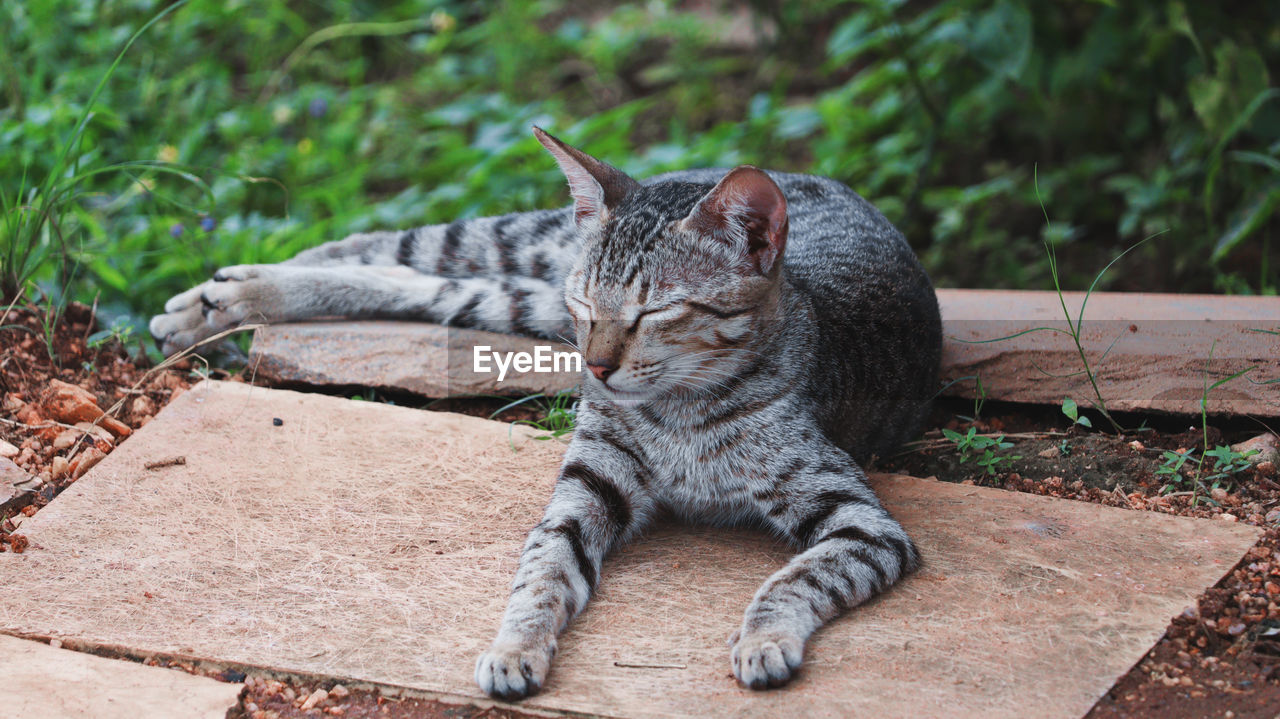 portrait of cat sitting outdoors