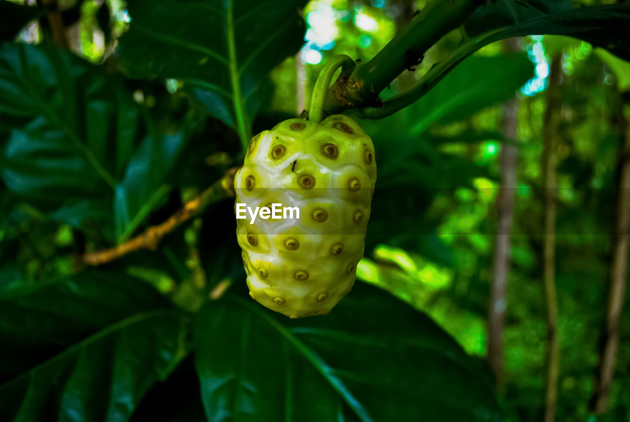 Noni fruit or morinda citrifolia great morinda grows in shady forests.