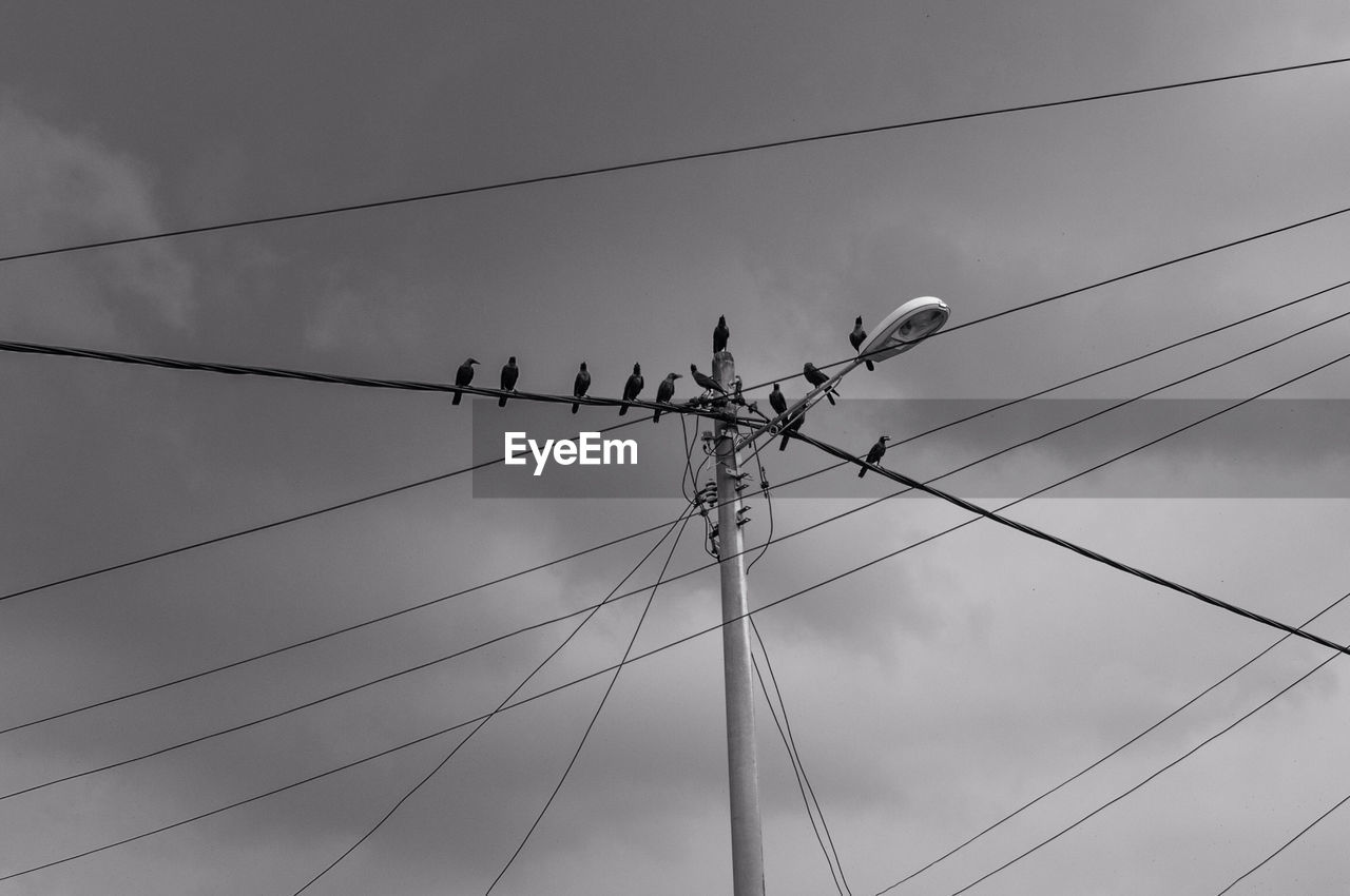 LOW ANGLE VIEW OF BIRDS ON POWER LINES AGAINST SKY