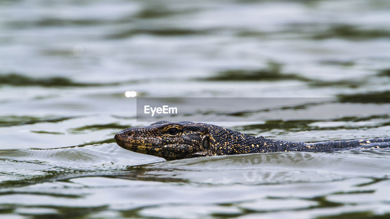 CLOSE-UP OF TURTLE SWIMMING IN LAKE