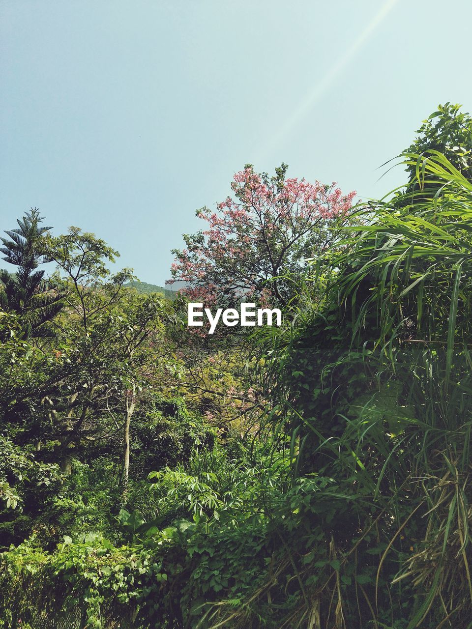 PLANTS AGAINST CLEAR SKY