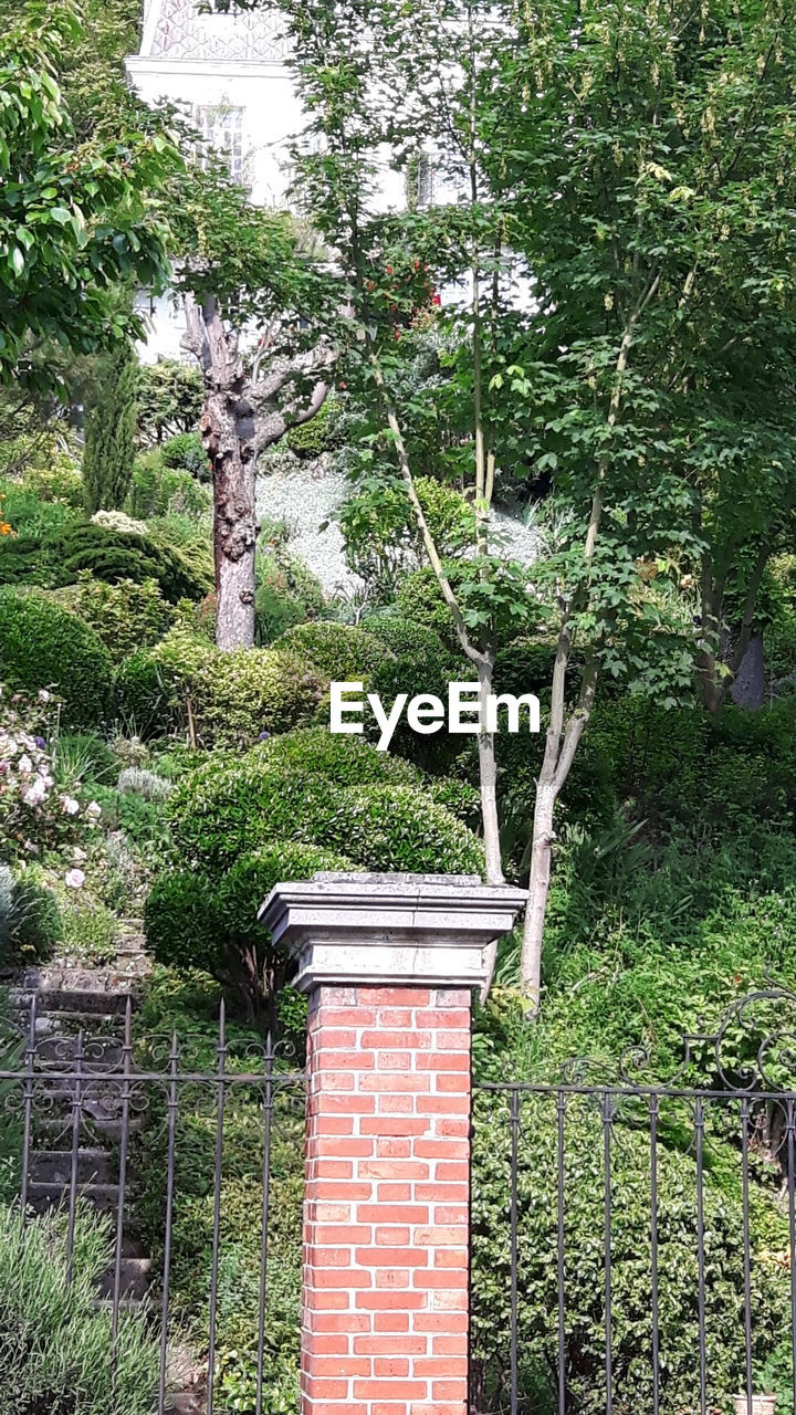 PLANTS GROWING ON TREE TRUNK