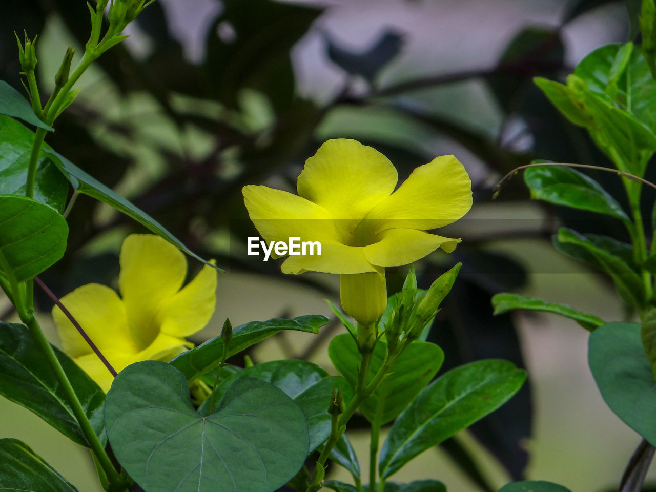 Close-up of yellow flowering plant