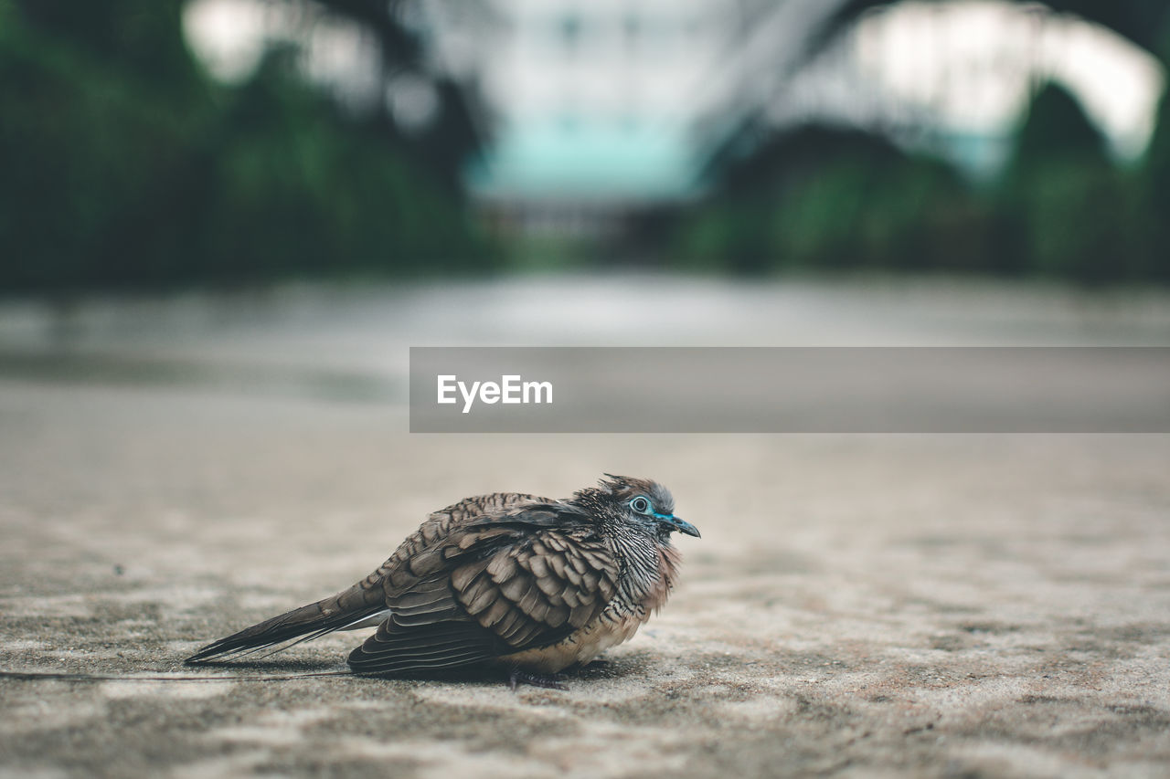 CLOSE-UP OF A BIRD