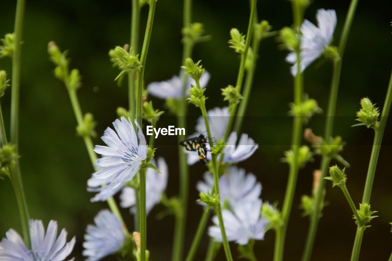 CLOSE-UP OF BEE POLLINATING FLOWER