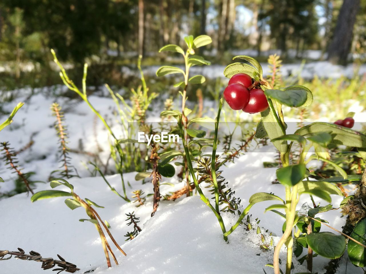 CLOSE-UP OF RED BERRIES