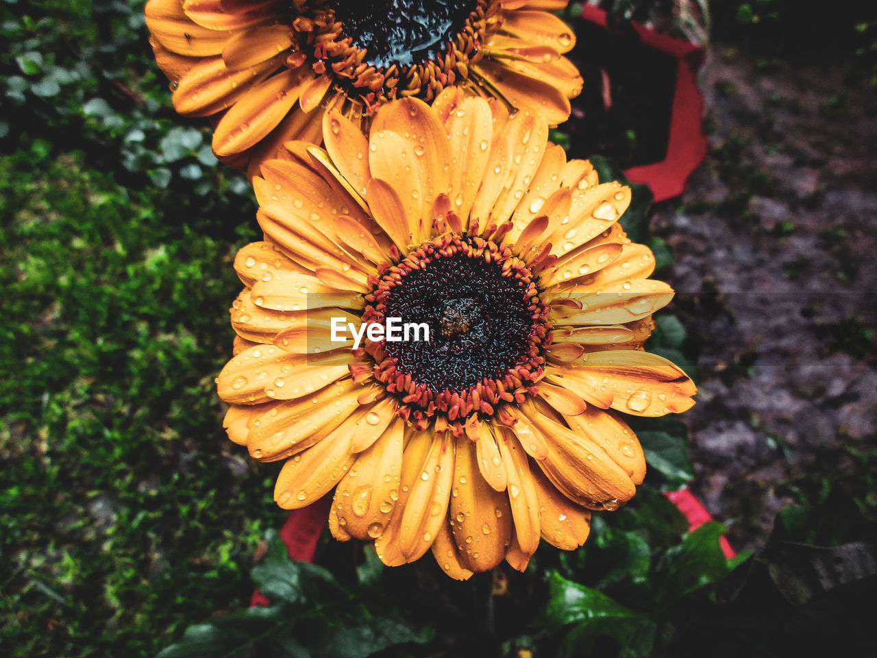 Close-up of yellow flower