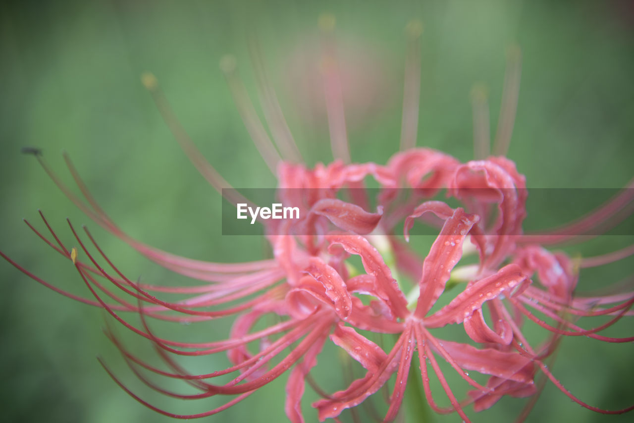 Close-up of pink flower