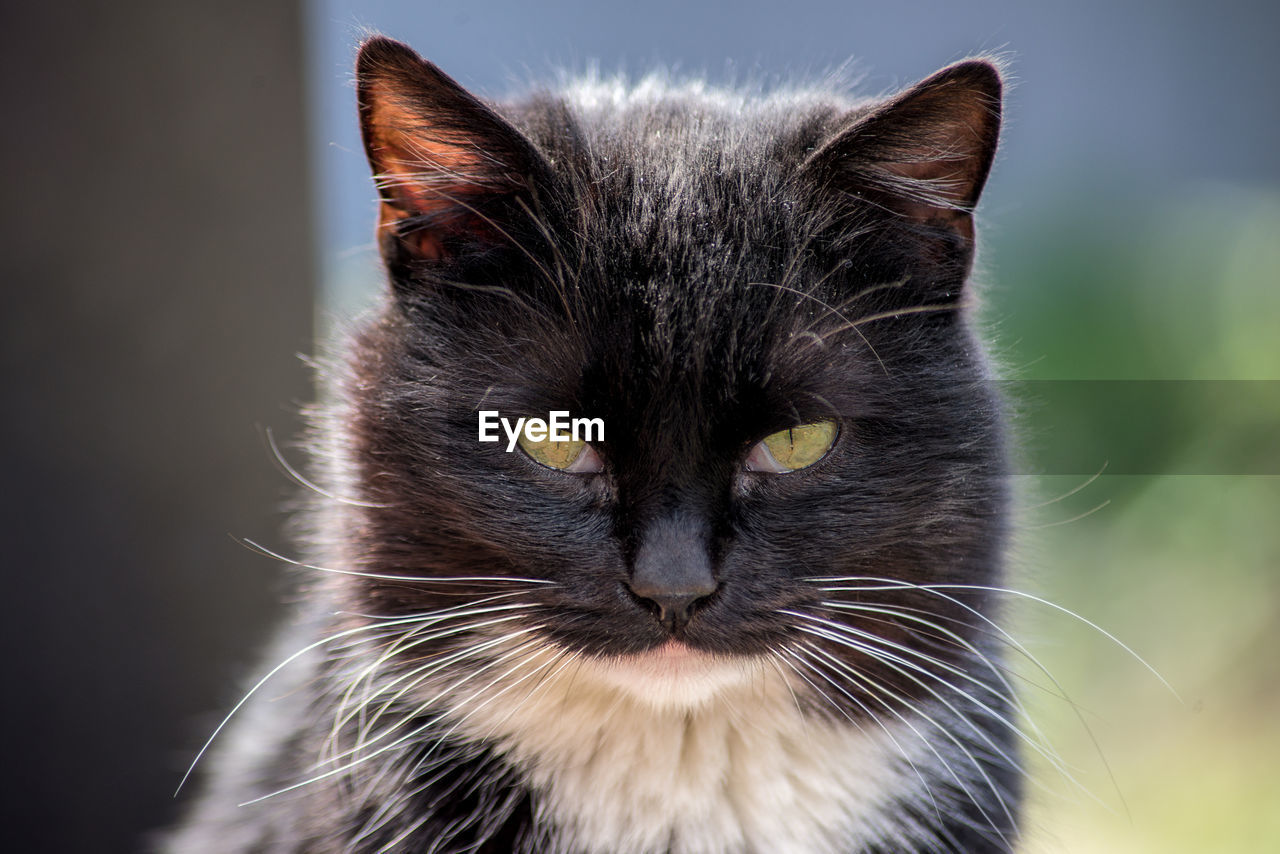 CLOSE-UP PORTRAIT OF A CAT WITH EYES CLOSED