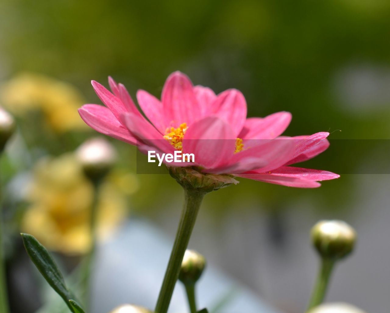 Close-up of pink flower blooming outdoors