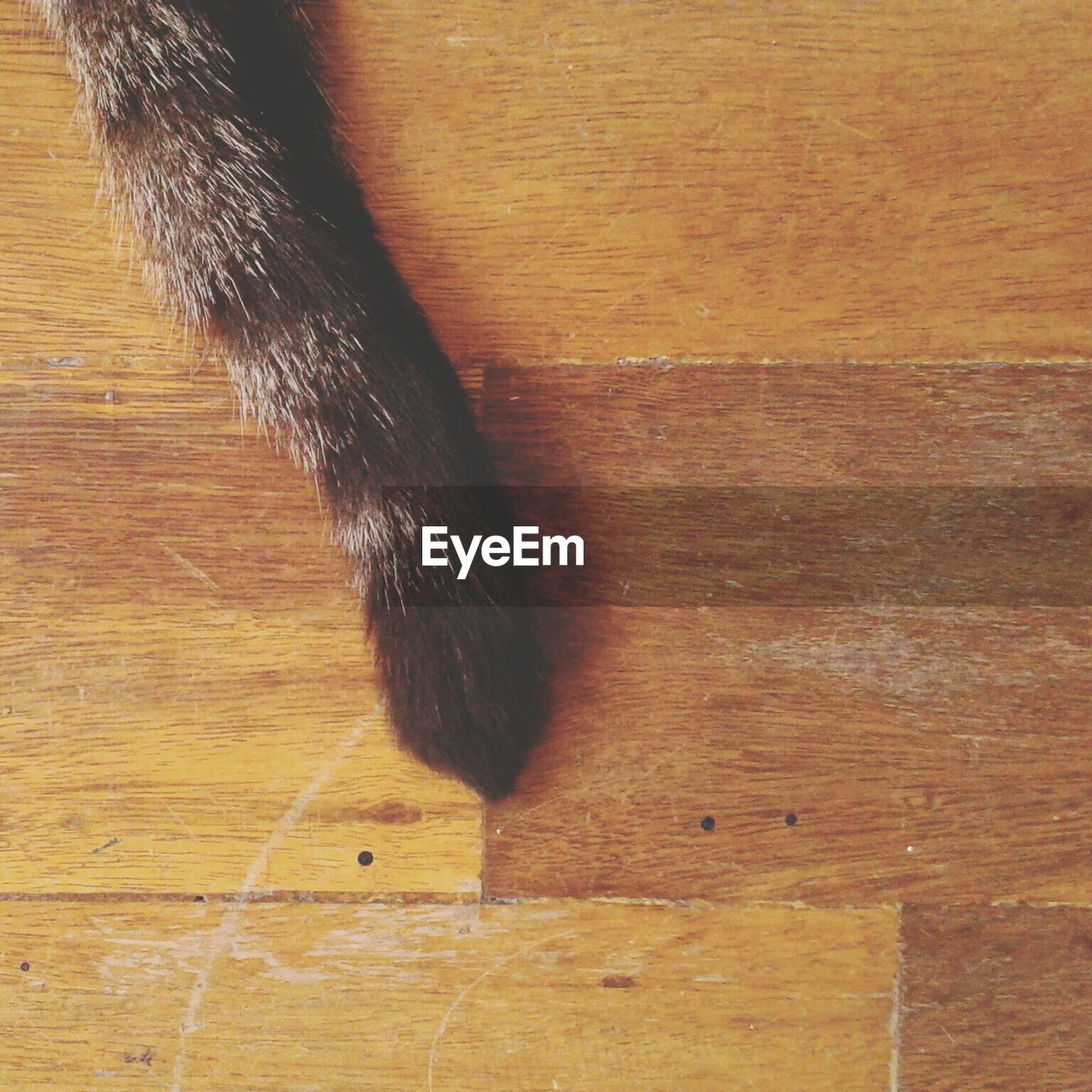 Cat's tail on hardwood floor