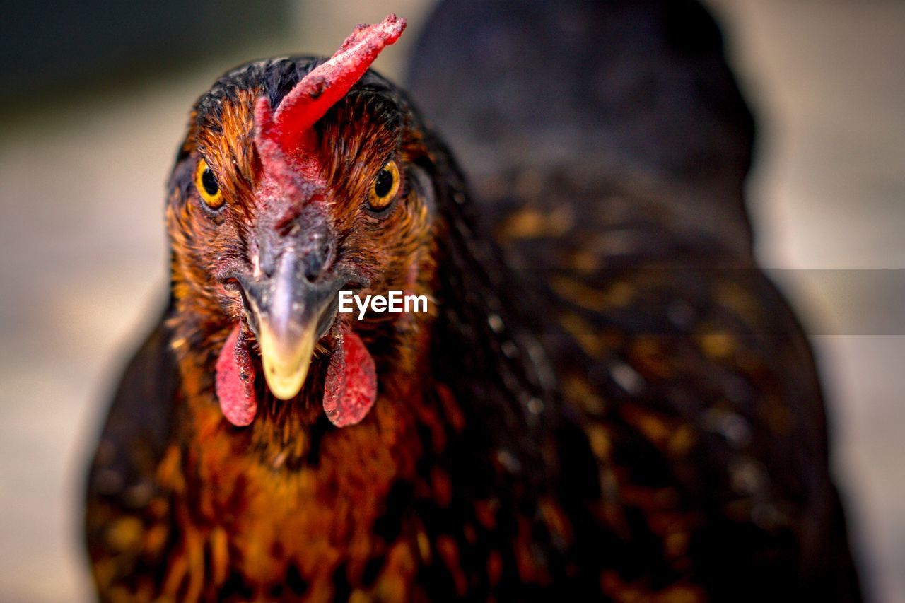 Close-up of hen