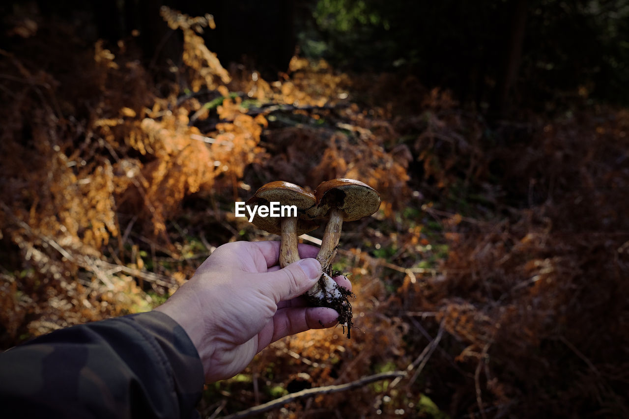 PERSON HOLDING MUSHROOM GROWING IN FIELD