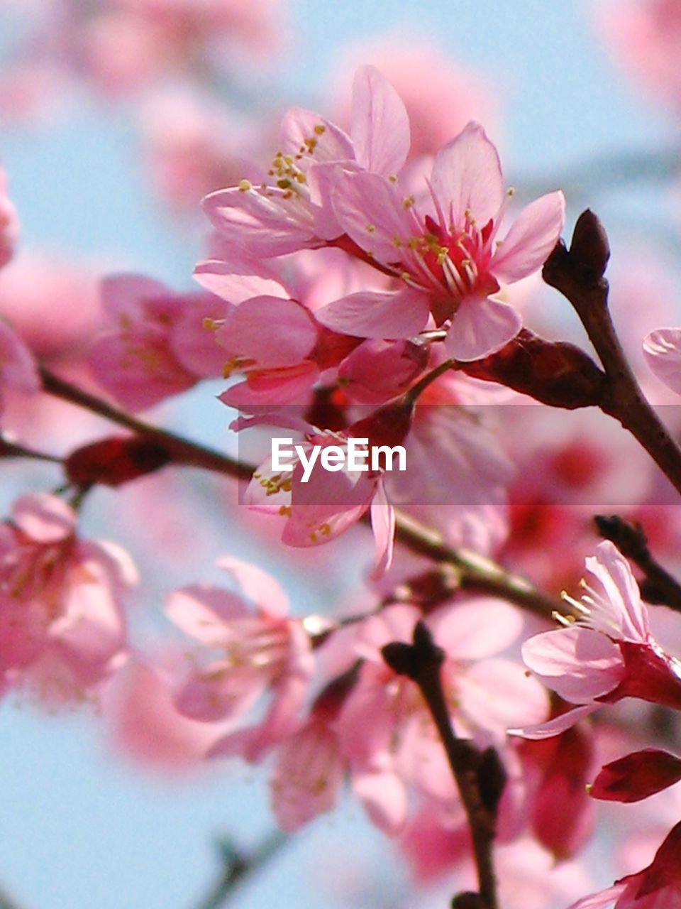 CLOSE-UP OF PINK CHERRY BLOSSOM TREE