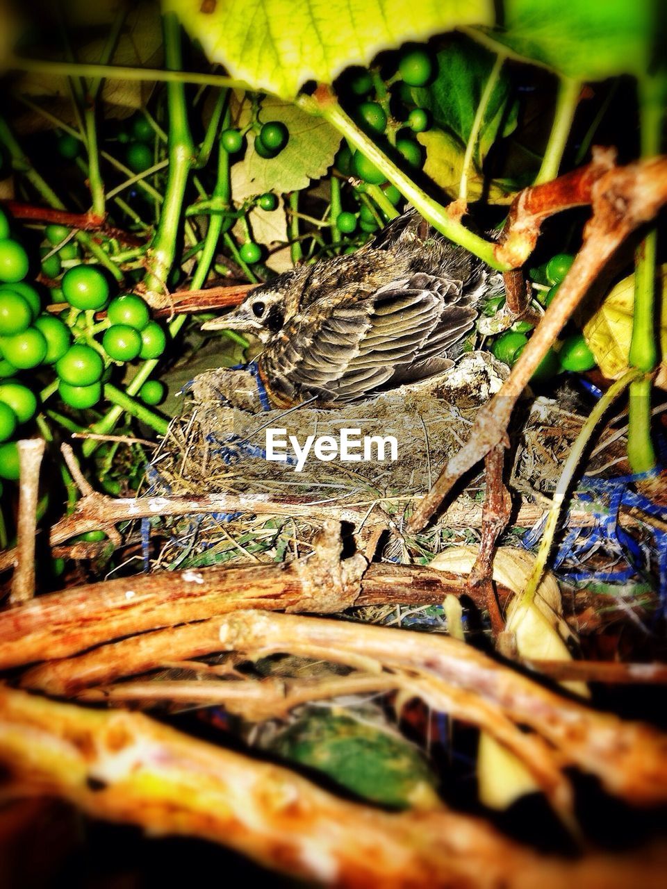 Bird in nest amid grapevine branches