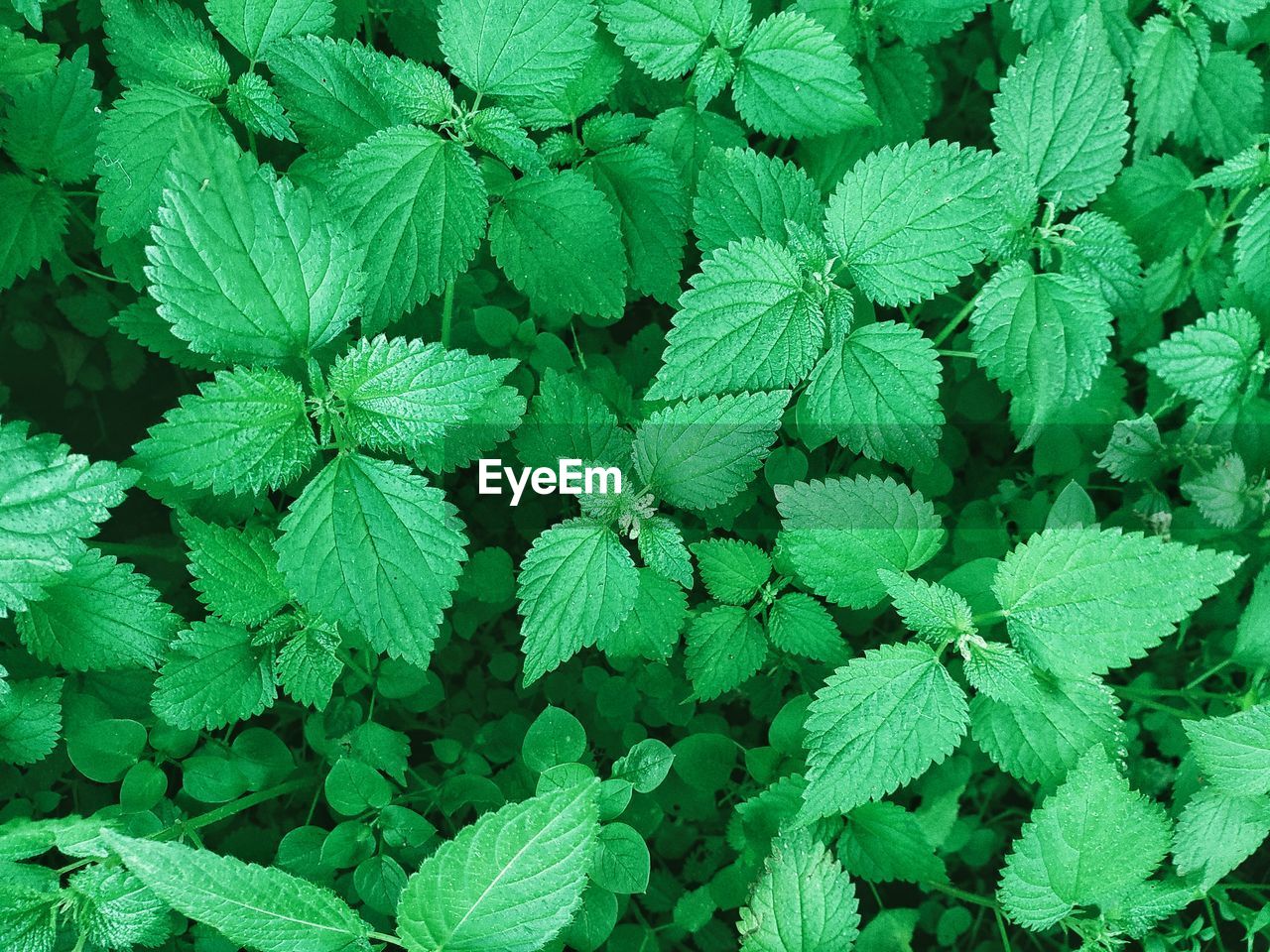 CLOSE-UP OF GREEN LEAVES