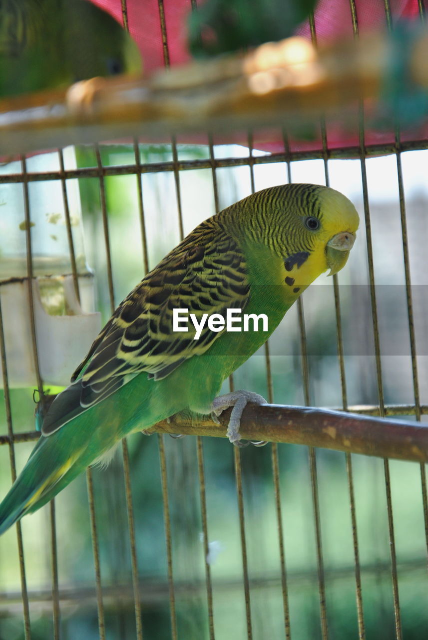 CLOSE-UP OF PARROT PERCHING ON CAGE