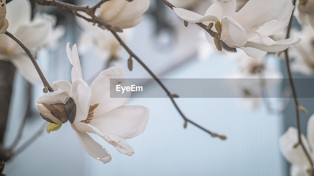 spring, plant, flower, branch, blossom, flowering plant, beauty in nature, close-up, twig, white, petal, nature, tree, macro photography, focus on foreground, fragility, freshness, no people, growth, springtime, winter, outdoors, flower head, inflorescence, cherry blossom, magnolia, day