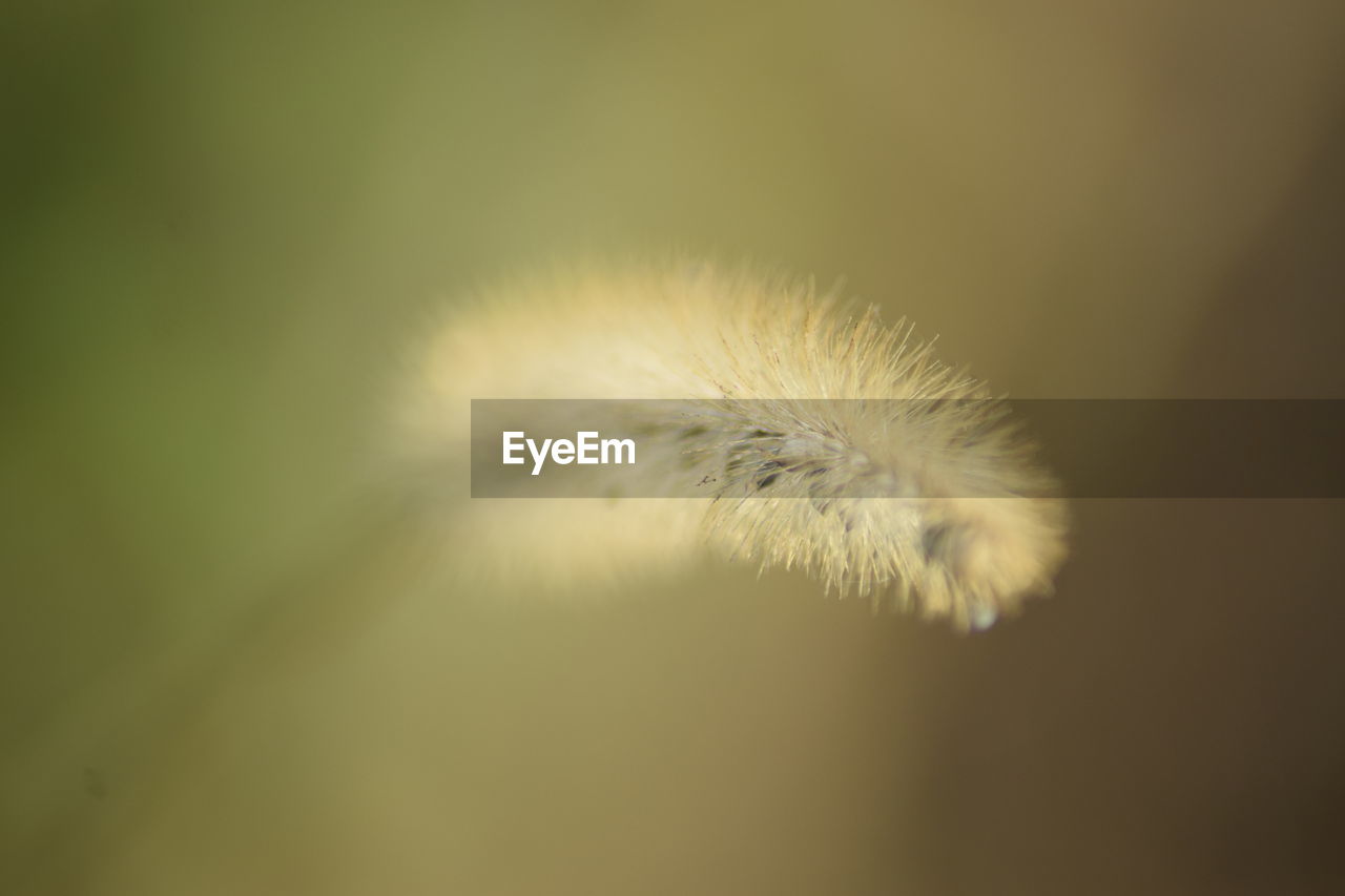 CLOSE-UP OF WHITE DANDELION FLOWER